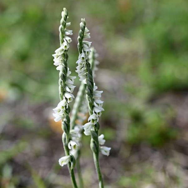 Spiranthes automnalis